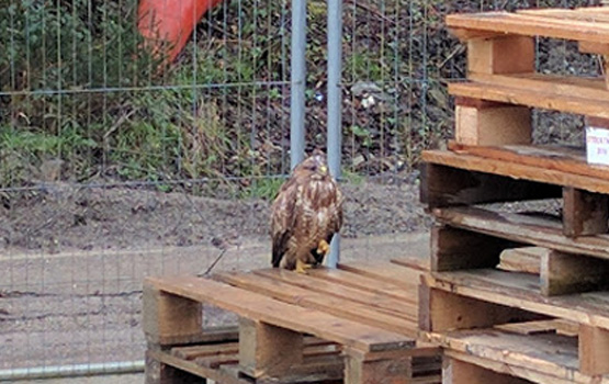 Buzzard on pallet