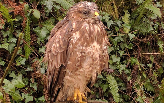 Bernard the buzzard